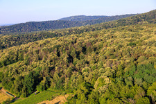 Flowering sweet chestnut trees in the Palatinate Forest in Dörrenbach in the state Rhineland-Palatinate, Germany