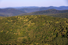 Flowering sweet chestnut trees in the Palatinate Forest in the district Schweigen in Schweigen-Rechtenbach in the state Rhineland-Palatinate, Germany