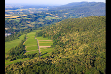 Flowering sweet chestnut trees in the Palatinate Forest in Wissembourg in the state Bas-Rhin, France