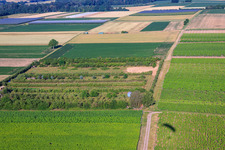 Plantation with work area for wind turbine construction in the district Mühlhofen in Billigheim-Ingenheim in the state Rhineland-Palatinate, Germany