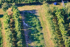 Flock of geese in the orchard in the district Mühlhofen in Billigheim-Ingenheim in the state Rhineland-Palatinate, Germany