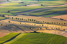 Rows of trees along field paths between stubble fields in Schleithal in the state Bas-Rhin, France