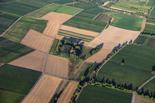 Lizard wall at "Katzenmilch" and "Pfuhlwiesen" meadows by the Riedgraben ditch in Essingen in the state Rhineland-Palatinate, Germany