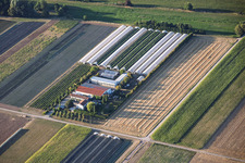 Steegmüller Strawberry Gardens in Offenbach an der Queich in the state Rhineland-Palatinate, Germany