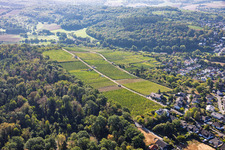Steingerück vineyard site with the Krezmar vineyard hut in Groß-Umstadt in the state Hesse, Germany