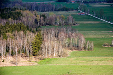 Birches in spring in Raisting in the state Bavaria, Germany
