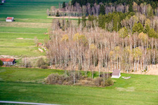 Aerial photograpy of Birches in spring in Raisting in the state Bavaria, Germany