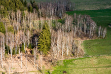 Birches in spring in Raisting in the state Bavaria, Germany out of the air