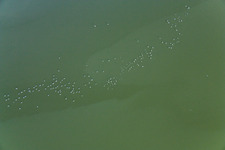 Waterfowl at Ammersee in Ammersee in the state Bavaria, Germany