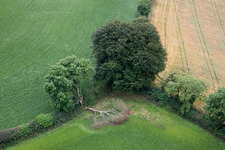 Tree split in two by a flash in a field edge in Compton in England, United Kingdom
