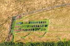Vegetable growing ranks in Two Mile Oak in England, United Kingdom