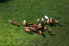 Grass area-structures meadow pasture with cattle - herd in Littlehempston in England, United Kingdom