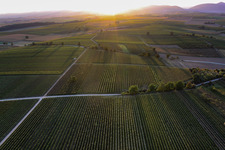 Fields of wine cultivation landscape at sunset in Billigheim-Ingenheim in the state Rhineland-Palatinate