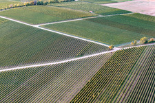 Vineyards in the district Ingenheim in Billigheim-Ingenheim in the state Rhineland-Palatinate, Germany
