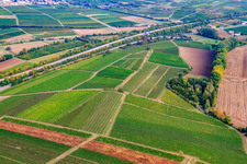 Vineyard on the A61 in Flomborn in the state Rhineland-Palatinate, Germany