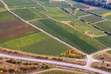 Vineyard on the Wäschbach in Ober-Flörsheim in the state Rhineland-Palatinate, Germany