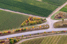 Aerial photograpy of Vineyard on the Wäschbach in Ober-Flörsheim in the state Rhineland-Palatinate, Germany