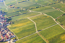 Aerial photograpy of Forster Pechstein vineyard in Forst an der Weinstraße in the state Rhineland-Palatinate, Germany