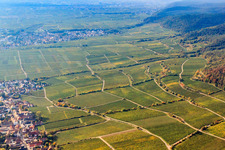 Forster Ungeheuer vineyard in Forst an der Weinstraße in the state Rhineland-Palatinate, Germany