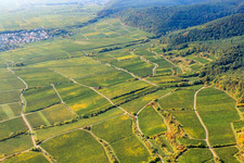 Deidesheimer Hergottsacker vineyard in Deidesheim in the state Rhineland-Palatinate, Germany