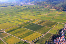 Vineyards on Königsbacher Weg in Ruppertsberg in the state Rhineland-Palatinate, Germany