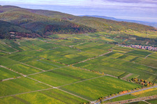 Aerial view of Rupperstberger Reiterpfad vineyard in Ruppertsberg in the state Rhineland-Palatinate, Germany