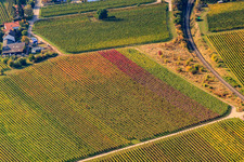 Railway line between vines in autumn leaves in the district Mußbach an der Weinstraße in Neustadt an der Weinstraße in the state Rhineland-Palatinate, Germany