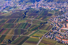 Vineyard on Känderweg in Neustadt an der Weinstraße in the state Rhineland-Palatinate, Germany