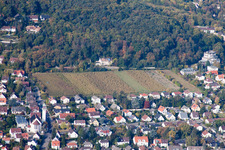 Fields of wine cultivation landscape in the district Hambach in Neustadt an der Weinstrasse in the state Rhineland-Palatinate