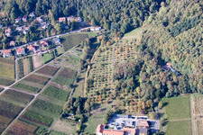 Old Vine Nursery in Rhodt unter Rietburg in the state Rhineland-Palatinate, Germany