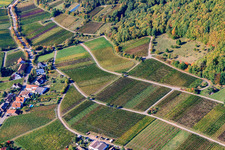 Vineyards on the edge of the Haardt Hinkelberg in Weyher in der Pfalz in the state Rhineland-Palatinate, Germany