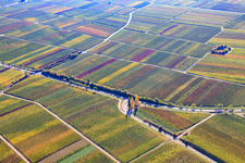Vineyards in autumnal colors in Burrweiler in the state Rhineland-Palatinate, Germany
