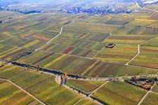 Aerial view of Vineyards in autumnal colors in Burrweiler in the state Rhineland-Palatinate, Germany