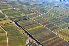Aerial photograpy of Vineyards in autumnal colors in Burrweiler in the state Rhineland-Palatinate, Germany