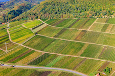 Haardtrand-Käfernberg vineyard in Albersweiler in the state Rhineland-Palatinate, Germany