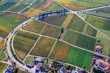 Vineyards in autumn leaves in Birkweiler in the state Rhineland-Palatinate, Germany