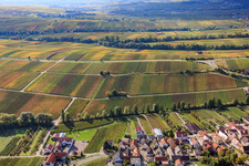 Aerial view of Vineyards in autumn leaves in the district Arzheim in Landau in der Pfalz in the state Rhineland-Palatinate, Germany