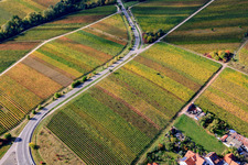 Vineyards at Fuchsgraben in the district Arzheim in Landau in der Pfalz in the state Rhineland-Palatinate, Germany