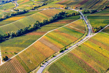 Aerial view of Vineyards at Fuchsgraben in the district Arzheim in Landau in der Pfalz in the state Rhineland-Palatinate, Germany
