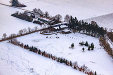 Oblique view of Horse pasture of Trakehner-Friedrich in winter with snow in Minfeld in the state Rhineland-Palatinate, Germany
