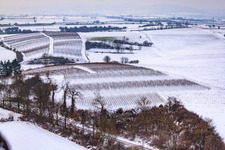 Winter vineyard in Freckenfeld in the state Rhineland-Palatinate, Germany