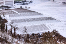 Aerial view of Winter vineyard in Freckenfeld in the state Rhineland-Palatinate, Germany