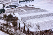 Aerial photograpy of Winter vineyard in Freckenfeld in the state Rhineland-Palatinate, Germany