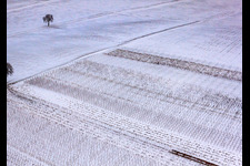 Aerial photograpy of Winter vineyard in the district Kleinsteinfeld in Niederotterbach in the state Rhineland-Palatinate, Germany