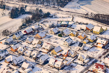 Plantation in winter with snow in Rheinzabern in the state Rhineland-Palatinate, Germany
