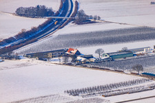 Zapf fresh vegetables in winter when there is snow in Kandel in the state Rhineland-Palatinate, Germany