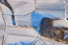 Vineyard in winter under snow in the district Ingenheim in Billigheim-Ingenheim in the state Rhineland-Palatinate, Germany