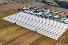 Asparagus fields under foil in Ketsch in the state Baden-Wuerttemberg, Germany
