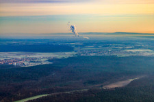Forest between Hatzenbühl/Rheinzabern in Rheinzabern in the state Rhineland-Palatinate, Germany