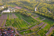 Flowering fruit trees in the Rhine meadows in Au am Rhein in the state Baden-Wuerttemberg, Germany